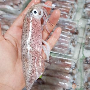 Mực biển tươi ngon Phú Quốc - 500g 15 - 19 con